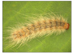 Improving the Quality of Urban Forests-Webworm