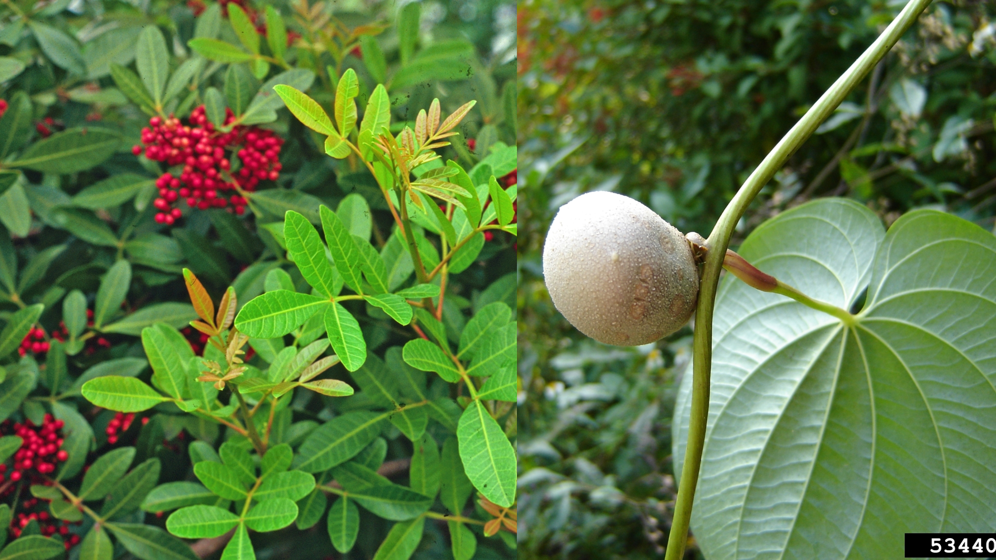 Webinar Preview Image