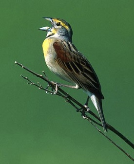 Webinar Preview Image