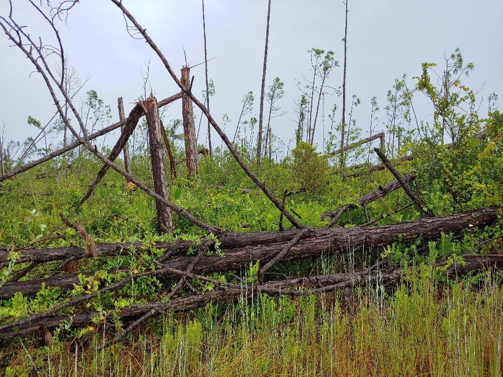 Assessing storm damaged pine plantations and reforestation options for severe and catastrophically damaged stands
