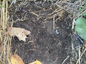 Webinar Preview Image