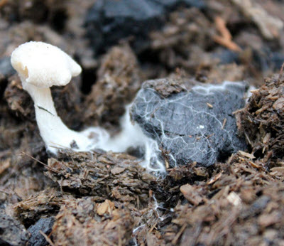 Webinar Preview Image