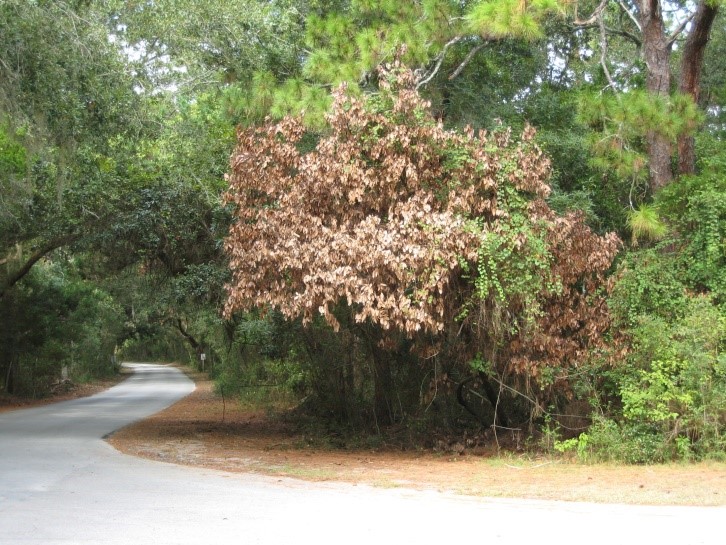 Webinar Preview Image