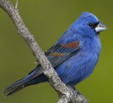 Webinar Preview Image