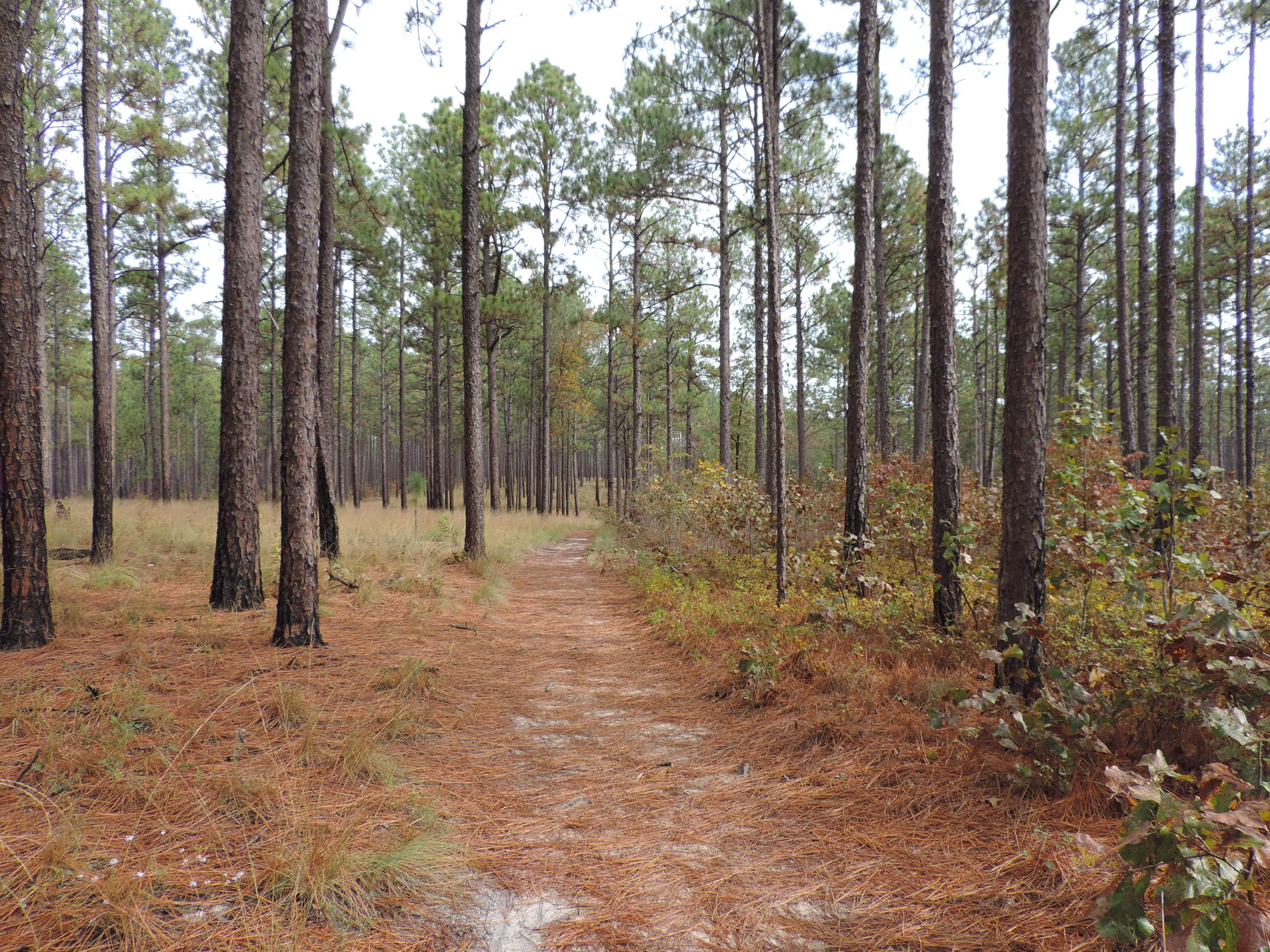 Webinar Preview Image