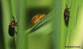 Webinar Preview Image