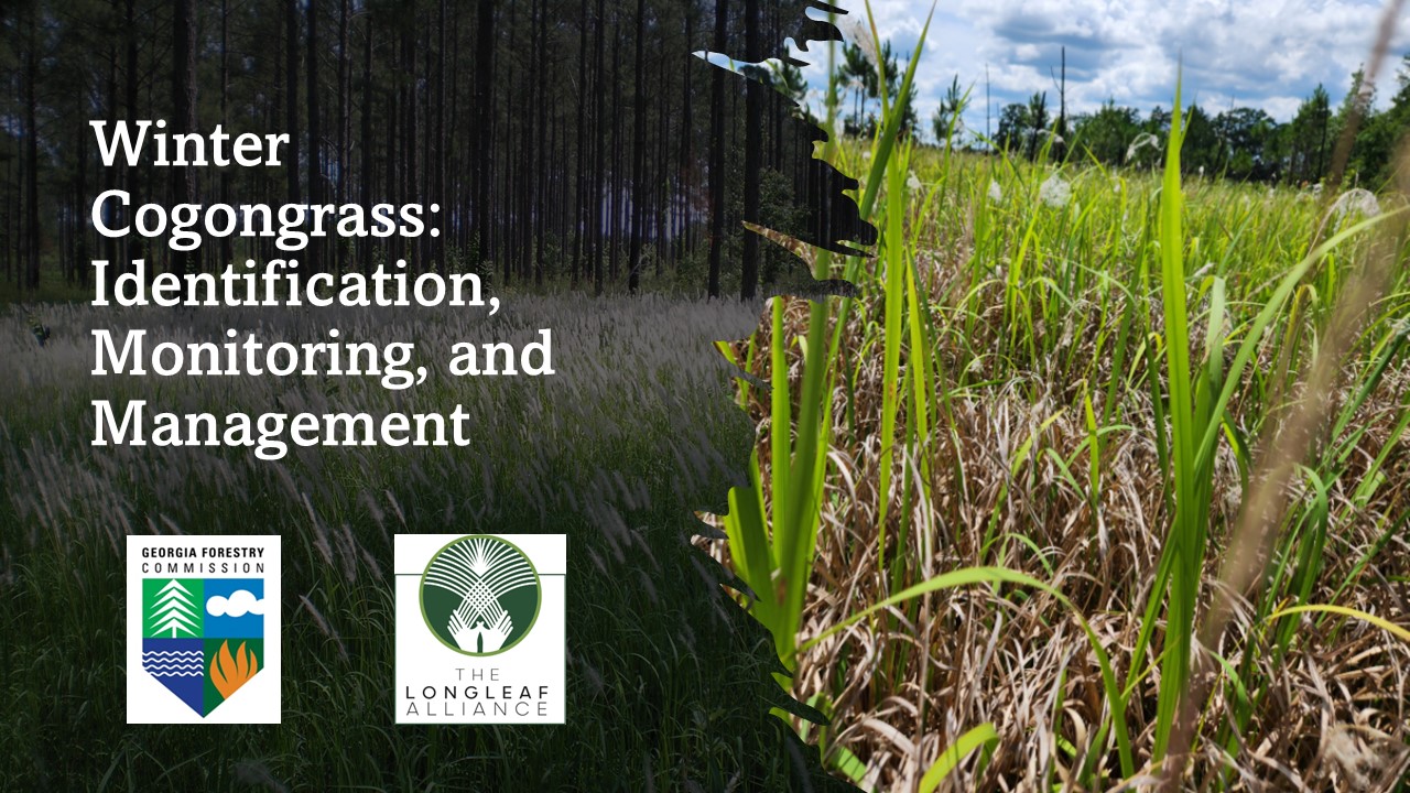 Webinar Preview Image