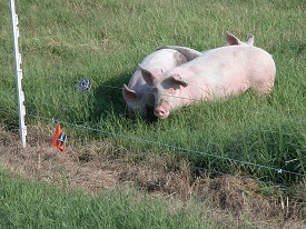 Webinar Preview Image