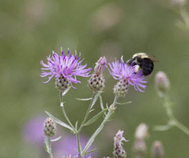 Webinar Preview Image