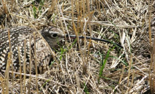 Webinar Preview Image