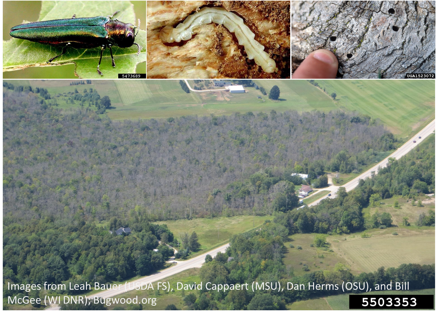 Webinar Preview Image