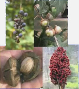 Webinar Preview Image