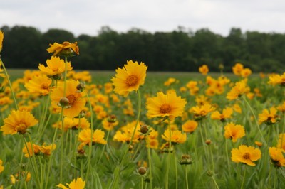 Organic Buffer image