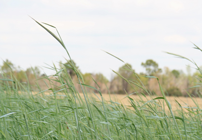 Rye Cover Crop image