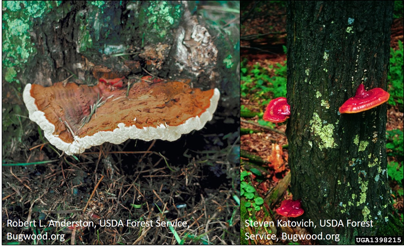 Webinar Preview Image