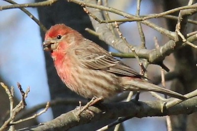 Webinar Preview Image