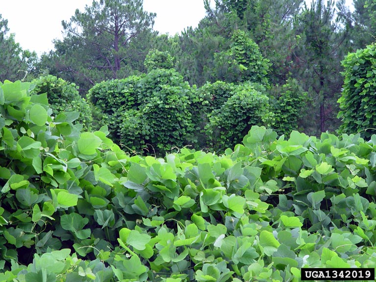 Identification and Management of Invasive Vine Species