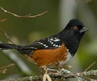 Spotted Towhee image