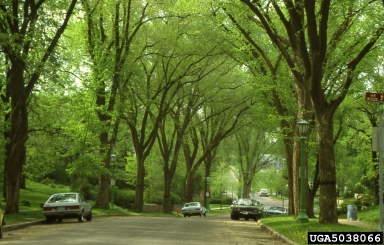 Webinar Preview Image