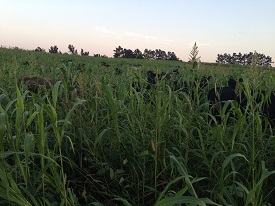 Webinar Preview Image