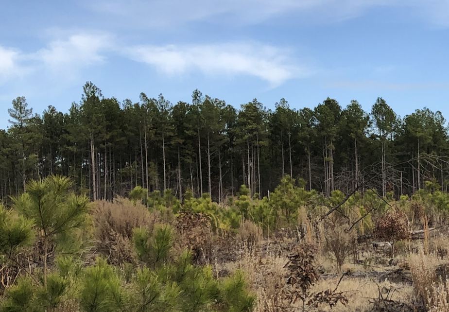 Webinar Preview Image