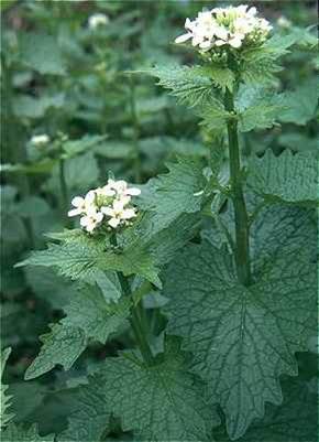 Webinar Preview Image