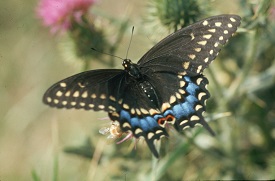 Webinar Preview Image