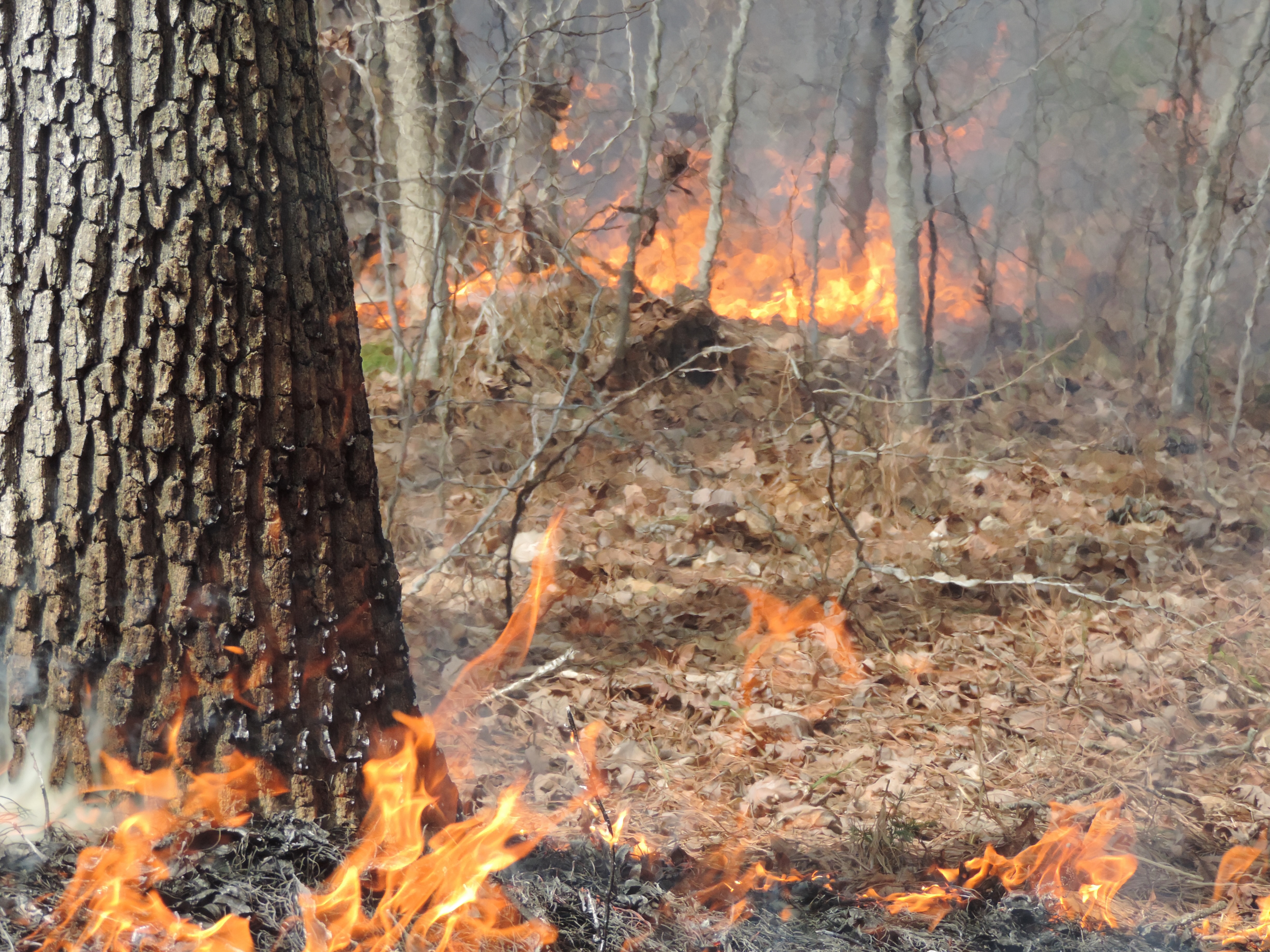 Living With Fire in North Carolina