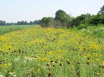 Webinar Preview Image