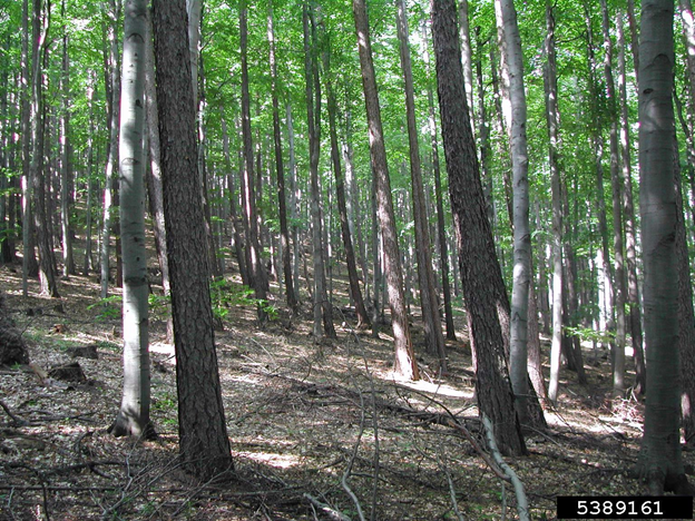 Webinar Preview Image