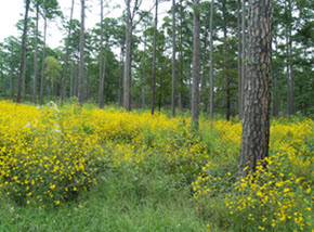 Webinar Preview Image