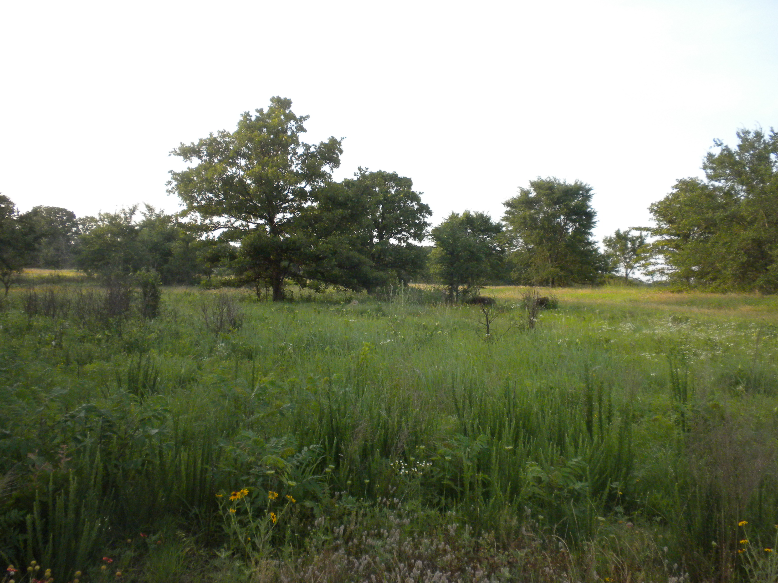 Webinar Preview Image