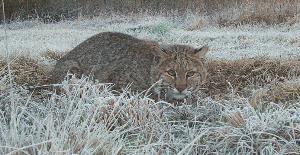 Webinar Preview Image