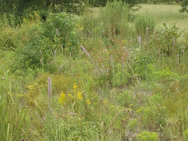 Webinar Preview Image