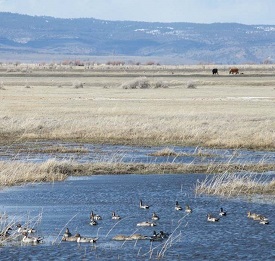 Webinar Preview Image