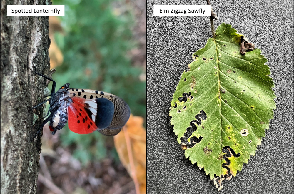 Webinar Preview Image