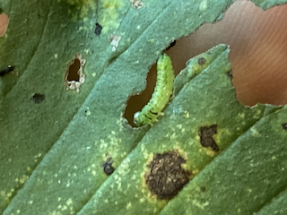 Webinar Preview Image