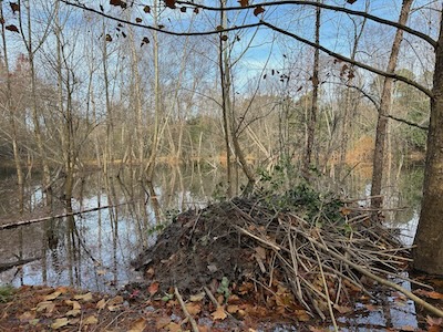 Options for Managing Beaver Damage