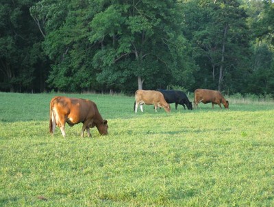 Organic Pasture Management image