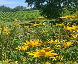 Webinar Preview Image