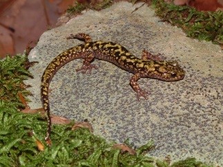 Webinar Preview Image