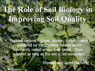 Soil Biology