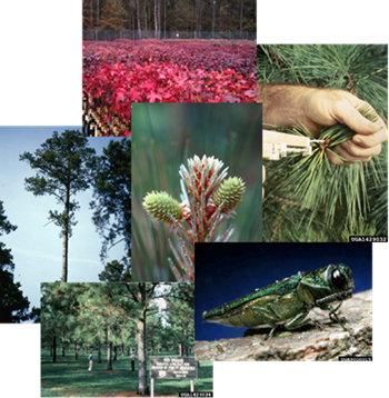 Webinar Preview Image