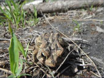 Webinar Preview Image