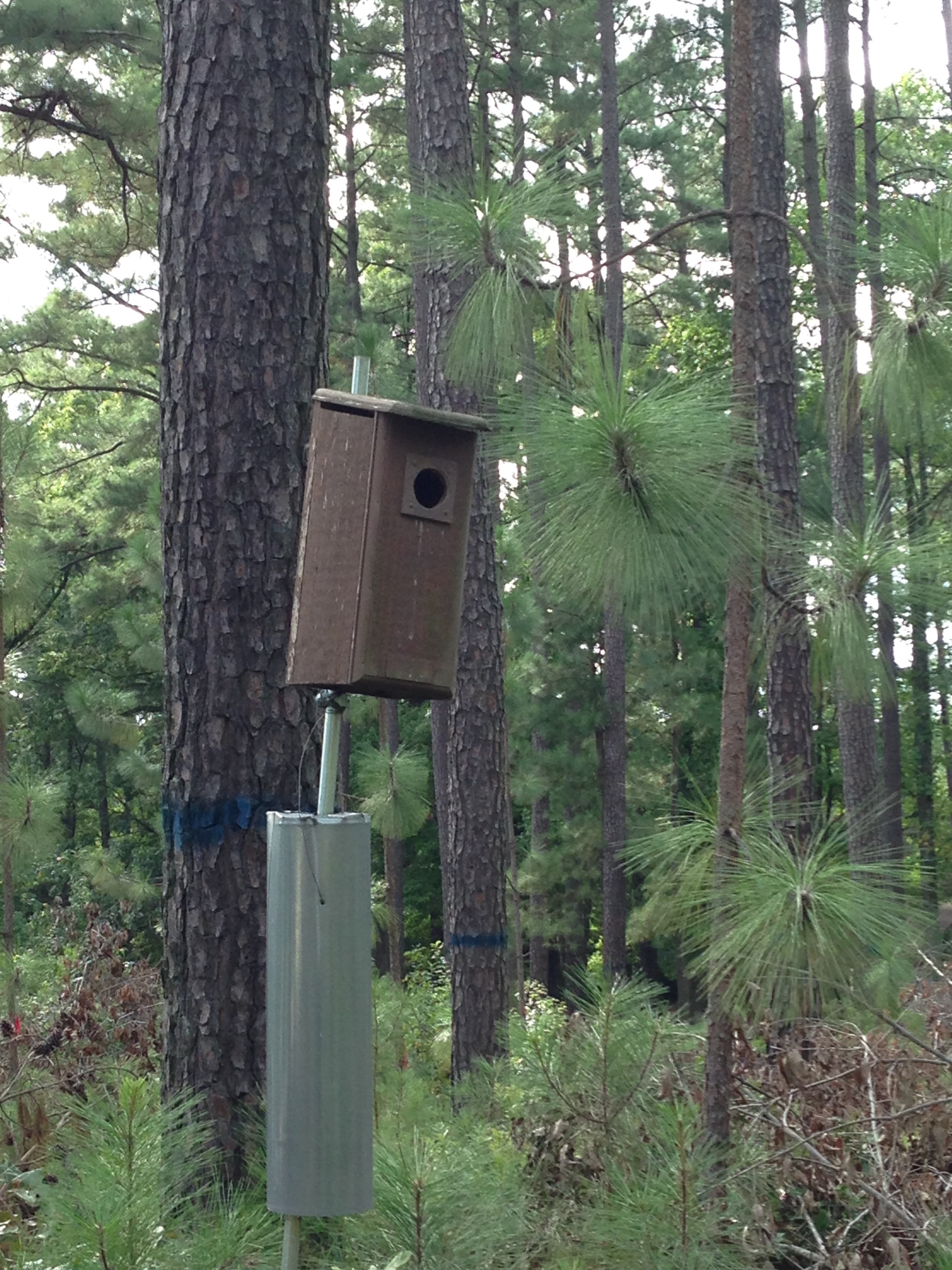 Webinar Preview Image