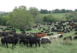 Webinar Preview Image