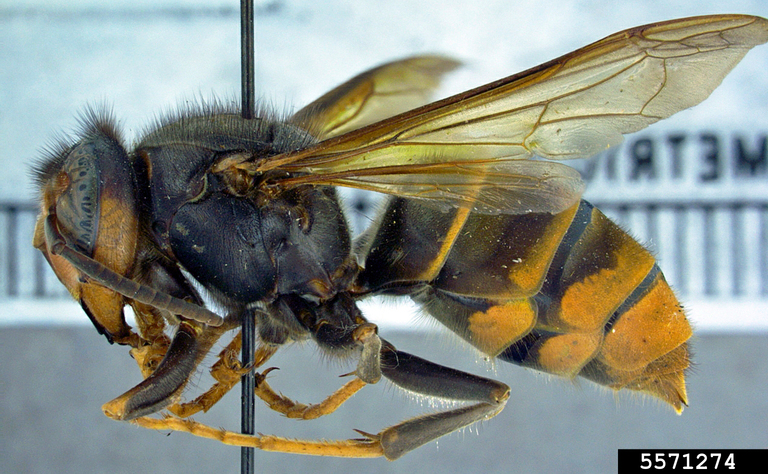 The Yellow-Legged Hornet in North America