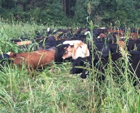 Webinar Preview Image