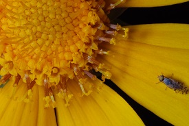 Webinar Preview Image