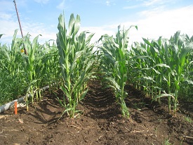 Webinar Preview Image